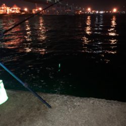 渋いなかの貴重な一匹