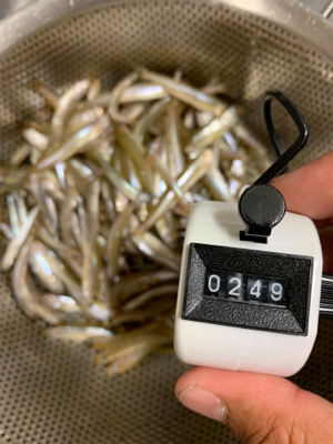 桧原湖 ワカサギ釣り