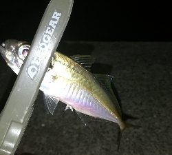 ナイトアジング