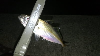 ナイトアジング