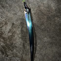 寒くなってもタチウオ