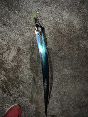 寒くなってもタチウオ