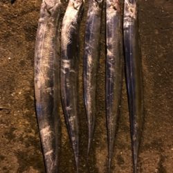 タチウオ餌釣り