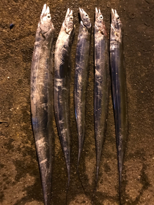 タチウオ餌釣り