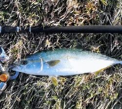 LSJigginger0650〜0730