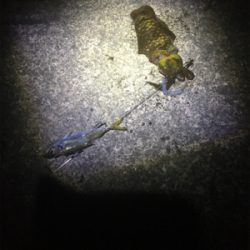 なんとかアオリちゃんに出会えた