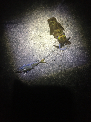 なんとかアオリちゃんに出会えた