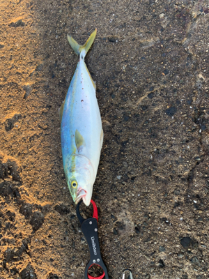 回遊してますね