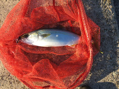 ハマチ‥修行は続く