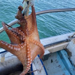 明石　　タコ釣り　　西海丸