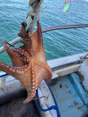 明石　　タコ釣り　　西海丸