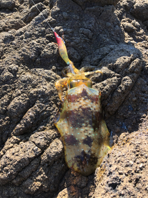 今年のイカ納めかな？！