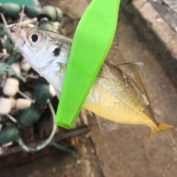 入れ食いアジング