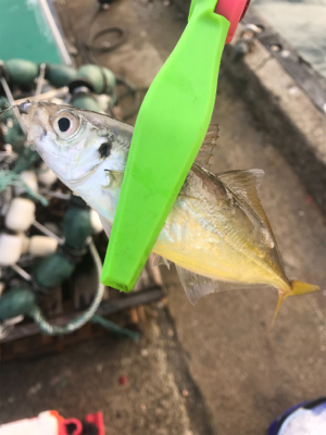 入れ食いアジング