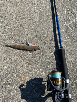 エギングとジギング