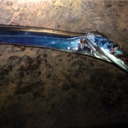 遅めの出陣…短時間釣行