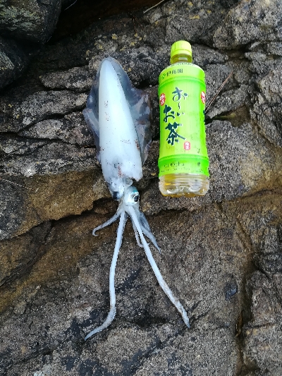 秋アオリイカ調査