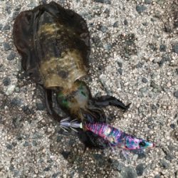 美保関ジギングからのエギング!