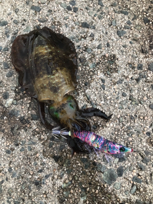 美保関ジギングからのエギング!