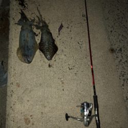 二神島エギング