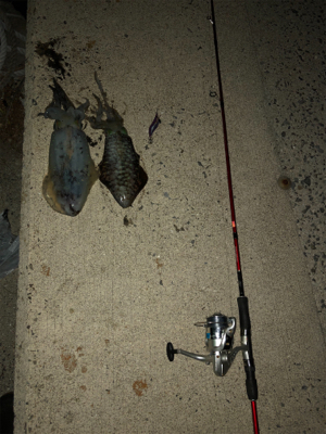 二神島エギング