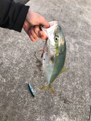 ナブラまみれの朝マズメ。