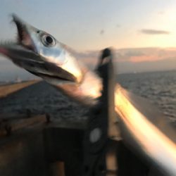 ドラゴンピンテール