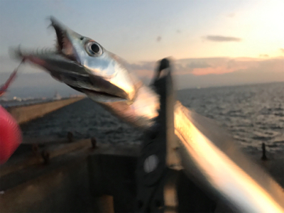 ドラゴンピンテール