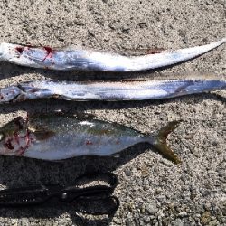 太刀魚とツバス