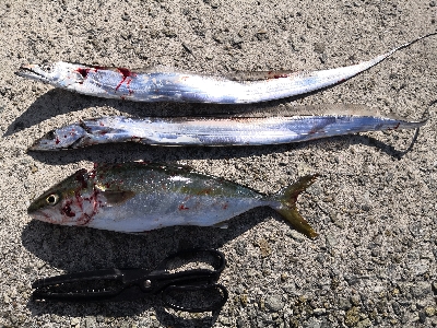 太刀魚とツバス