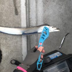 タチウオジギング