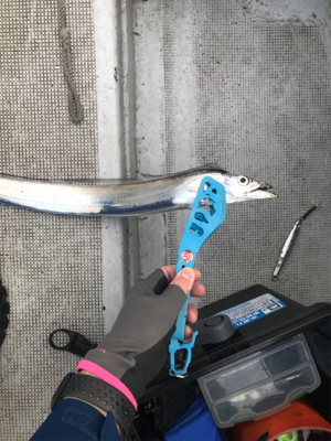 タチウオジギング