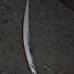 狙いの魚種と釣果があべこべ?