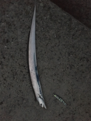 狙いの魚種と釣果があべこべ?