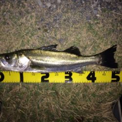 晩秋のシーバス