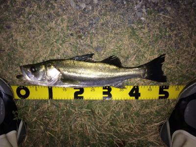 晩秋のシーバス