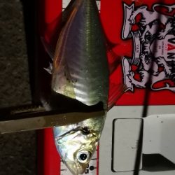 アジング練習 55