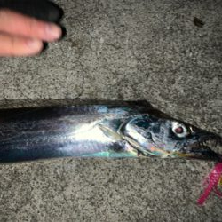 来た‼︎ ドラゴン　