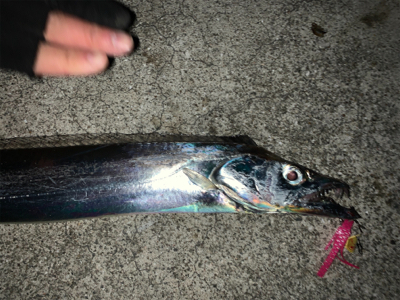 来た‼︎ ドラゴン　