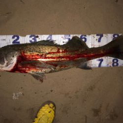 秋爆!!ランカー!