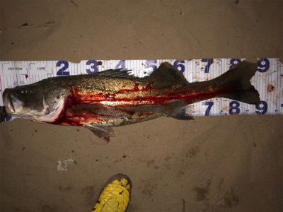 秋爆!!ランカー!