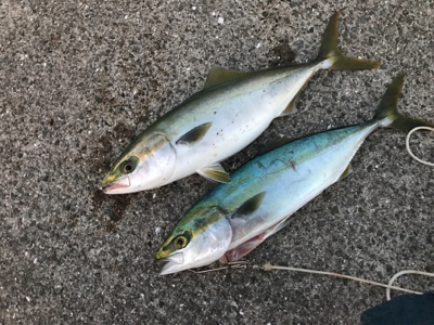 ハマチ！ヒイカ！！短時間で絶好釣！！