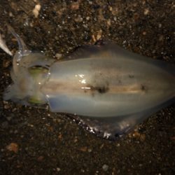 アオリイカ終盤戦