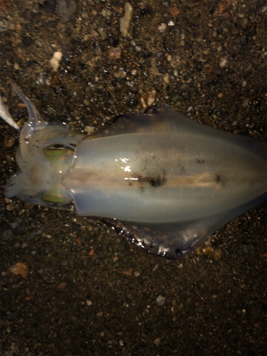 アオリイカ終盤戦