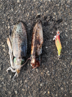 日本海アオリいつまでかなー