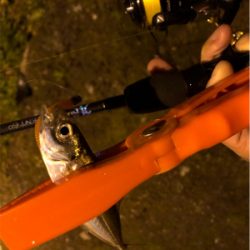 九十九湾〜小木豆アジ大量！