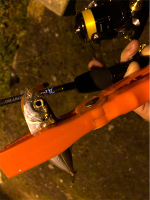 九十九湾〜小木豆アジ大量！