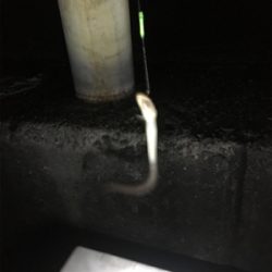 タチウオ厳しくてもお土産確保