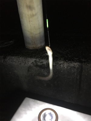 タチウオ厳しくてもお土産確保