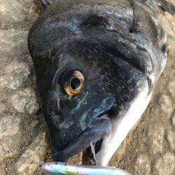 トップウォーター